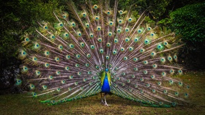 Peacock, Green Grass, Beautiful, Green Feathers, Bird, Trees, Colorful, 4K wallpaper