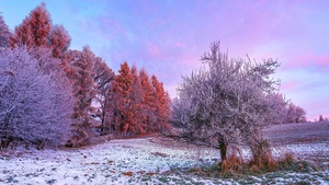 Winter forest, Morning, Trees, Snow covered, 4K wallpaper