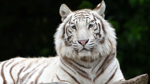 White tiger, Siberian tiger, Big cat, 4K wallpaper