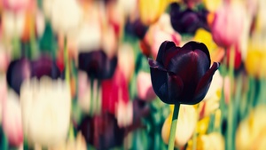 Tulip flowers, Purple, Tulip Field, Spring, Blossom, Bokeh, Multicolor, 4K wallpaper