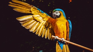 Yellow Macaw, Bird, Colorful, Parrot, Black background, 4K wallpaper