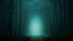 Morning, Forest, Path, Foggy, Teal, Cold, Turquoise, Trees, 4K wallpaper