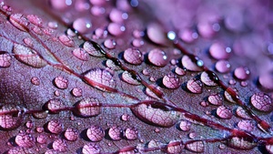 Purple leaf, Dew Drops, Macro, Droplets, 4K wallpaper