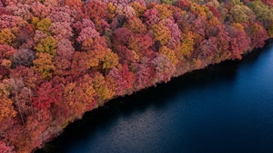 Trees, Red, Yellow, Aerial view, Lake, River, Body of Water, Scenic, 4K wallpaper