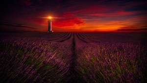 Sunset, Lavender fields, Lighthouse, Orange sky, Lavender flowers, Evening, 4K wallpaper