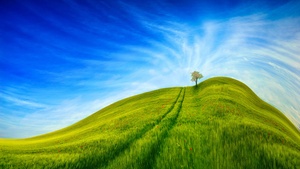 Grass Landscape, Blue Sky, Tree, Clear sky, Beautiful, Scenery, Daytime, 4K wallpaper