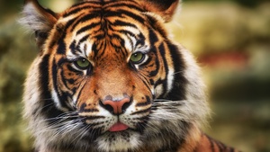 Tiger, Big cat, Wildlife, Closeup, Predator, 4K wallpaper