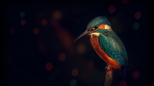 Kingfisher, Bird, Wildlife, Dark background, Closeup, Tree Branch, 4K wallpaper