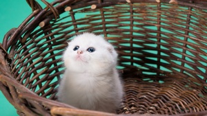 White cat, Kitty, Basket, Puppy, Blue background, Pet, Cute Kitten, 4K wallpaper