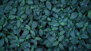 Green leaves, Plants, Leaf Background, Pattern, Closeup, Aesthetic, 4K wallpaper