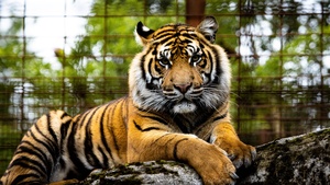 Tiger, Big cat, Wildlife, Closeup, Green, Predator, 4K wallpaper