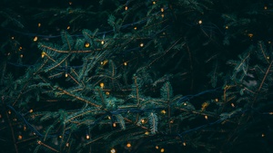 Pine trees, Decoration, LED lights, Christmas decoration, Aesthetic Christmas, Navidad, Noel, December, 4K wallpaper
