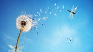 Dandelion flower, White, Dragonflies, Blue Sky, Insects, Blue background, Sky view, 4K wallpaper