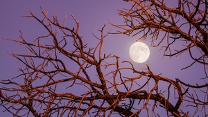 Twilight Moon, Night, Tree Branches, Sky view, Aesthetic, 4K wallpaper