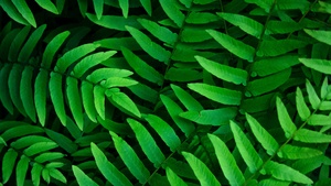 Green leaves, Ferns, Leaf Background, Spring, Closeup, 4K wallpaper