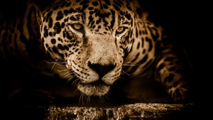Jaguar, Wildcat, Black background, Wild animal, Carnivore, 4K wallpaper