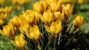 Yellow flowers, Saffron Flowers, Crocus flowers, Green Grass, Spring, Meadow, Blossom, Beautiful, 4K wallpaper