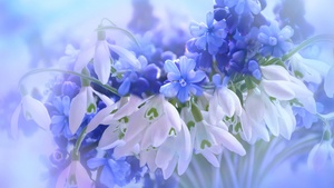 Blue flowers, Hyacinth, White, Blossom, 4K wallpaper