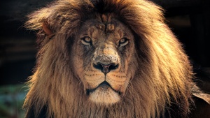 African Lion, Wild animal, Closeup, 4K wallpaper