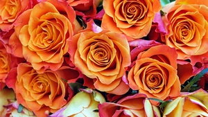 Rose flowers, Orange flowers, Bloom, Garden, Colorful, Floral, Closeup, 4K wallpaper