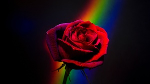 Red Rose, Black background, Rainbow, Closeup, Blossom, Colorful, 4K wallpaper