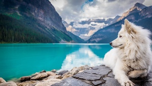White Dog, Mountains, Lake Louise, Clouds, Pet, Water, Blue, 4K wallpaper