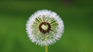 Dandelion flower, Heart, White, Green background, Aesthetic, Closeup, Beautiful, 4K wallpaper