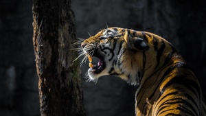 Roaring, Tiger, Big cat, Wildlife, Tree, Forest, Daylight, 4K wallpaper