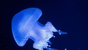 Glowing, Jellyfish, Underwater, Blue background, Glowing, 4K wallpaper