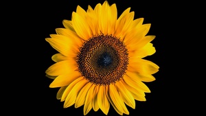Sunflower, AMOLED, Black background, Yellow flower, 4K wallpaper