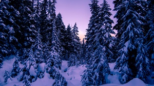 Pine trees, Snow covered, Purple sky, Sunset, Winter, 4K wallpaper