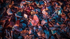 Autumn leaves, Purple, Snow, Frost, Winter, Daytime, Fallen Leaves, Foliage, 4K wallpaper