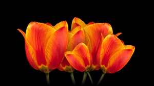 Orange tulips, Black background, Spring flowers, Colorful, Blossom, 4K wallpaper