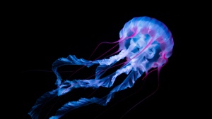 Jellyfish, Aquarium, Black background, Glowing, White, AMOLED, Underwater, Bioluminescence, 4K wallpaper