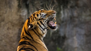 Bengal Tiger, Roaring, Big cat, Wild animal, Predator, Closeup, 4K wallpaper