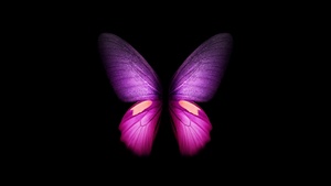 Wings, Black background, Samsung Galaxy Fold, AMOLED, CGI, Girly, Stock, 4K wallpaper