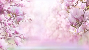 Magnolia flowers, Blossom, Pink background, Pink flowers, 4K wallpaper