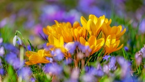 Saffron Flowers, Yellow flowers, Crocus flower, Bokeh, Colorful, 4K wallpaper