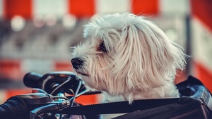 White, Motorcycle, Pet dog, Puppy, Cute dog, 4K wallpaper