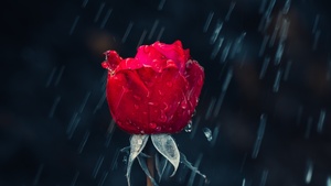 Red Rose, Rain, Water drops, Dark background, Closeup, 4K wallpaper