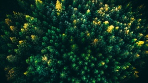 Green Trees, Forest, Aerial view, Greenery, Drone photo, 4K wallpaper