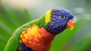 Rainbow Lorikeet, Colorful, Closeup, Bokeh, Bird, Green background, 4K wallpaper