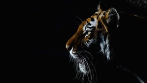 Tiger, Closeup, Dark, Black background, Big cat, 4K wallpaper