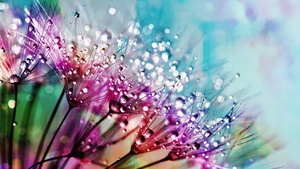 Dandelion flowers, Multicolor, Colorful, Water drops, Aesthetic, 4K wallpaper