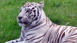 White tiger, Green Grass, Wild animals, Big cat, 4K wallpaper