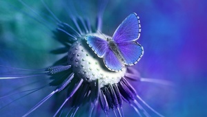 Butterfly, Blue, Closeup, Purple, 4K wallpaper