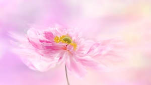 Pink flower, Pink background, Blossom, Pastel pink, Pastel background, 4K wallpaper