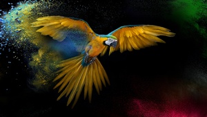 Macaw, Wings, Feathers, Colorful, Splash, Black background, 4K wallpaper
