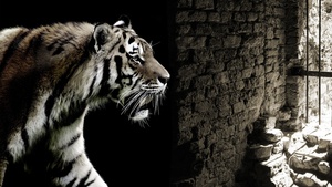 Tiger, Brick wall, Wild animals, 4K wallpaper