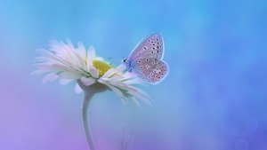 Butterfly, Gradient background, White flower, 4K wallpaper